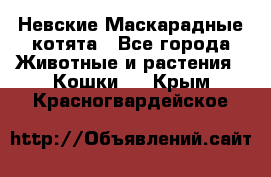 Невские Маскарадные котята - Все города Животные и растения » Кошки   . Крым,Красногвардейское